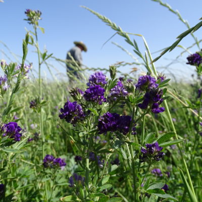 Non Gmo Alfalfa Pellets