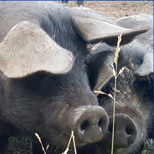 20 % IPP Pastured pig grower - Image 2