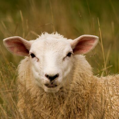 16% Sheep ration